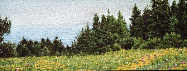 The Scotia Meadow