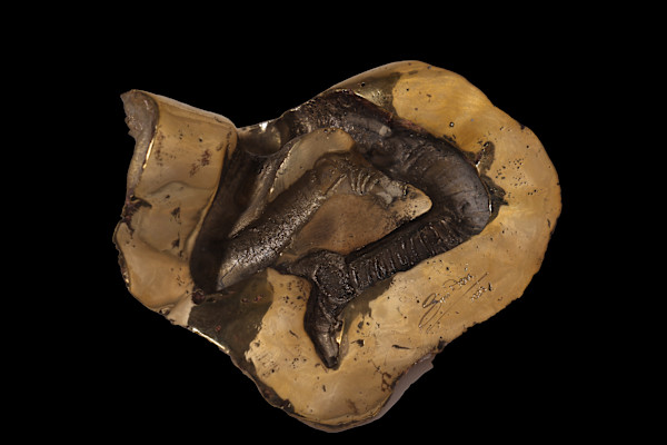 And The Day Came by Siri Devi Khandavilli