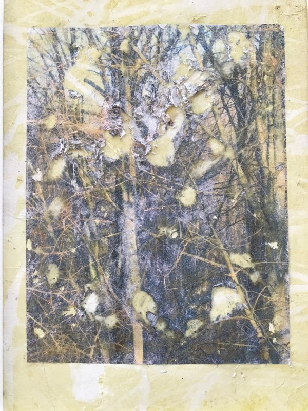 Tree Light Study Light by C. Clinton