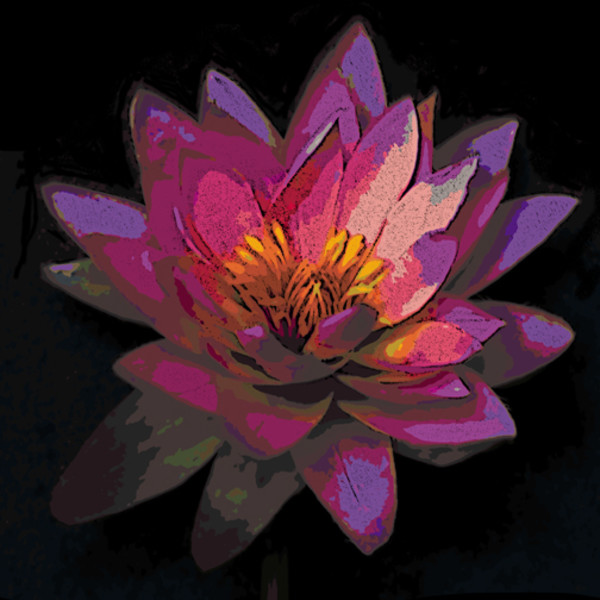 Pink Lotus by Ann Tracy