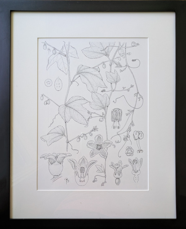 Cayaponia grandulosa by Bobbi Angell