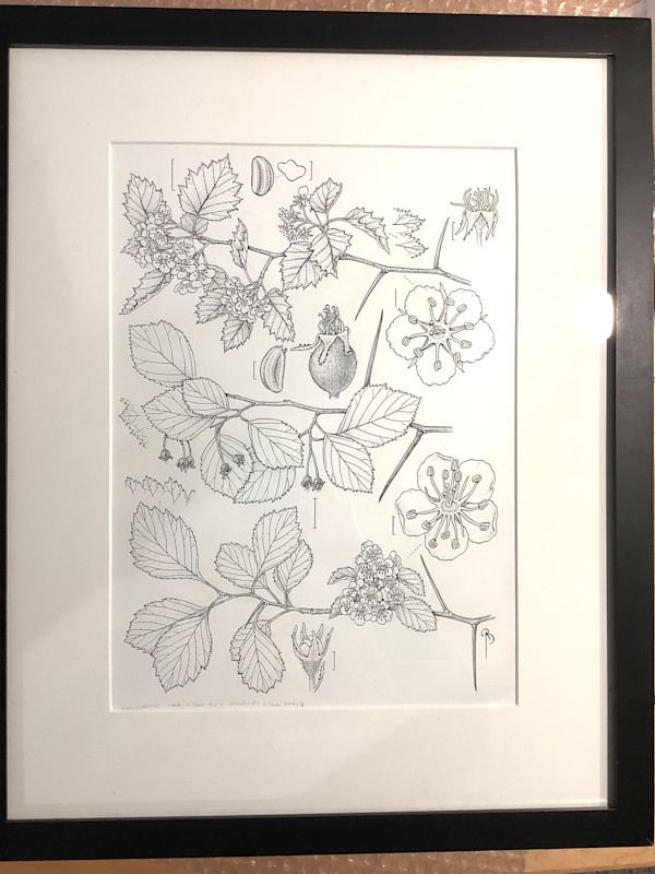 Hawthorns by Bobbi Angell