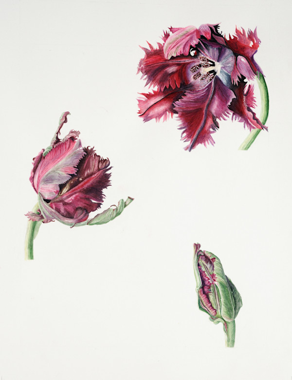 Grand Opening by Diane Piktialis