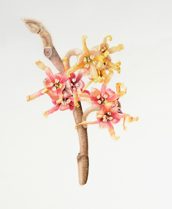 Spring Debut by Diane Piktialis