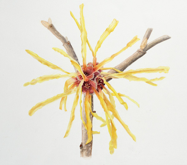 Witch Hazel # 1 by Diane Piktialis