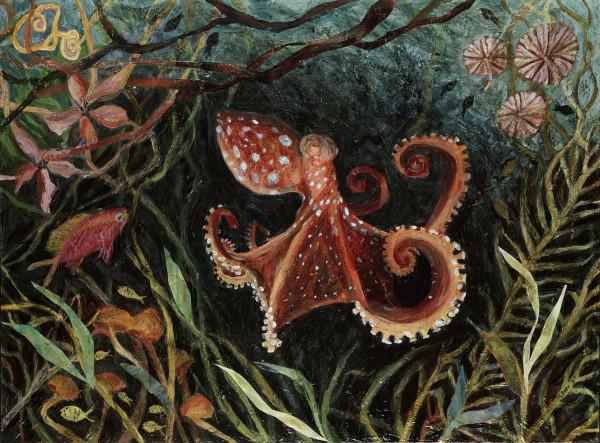Octopus by Julie C Baer