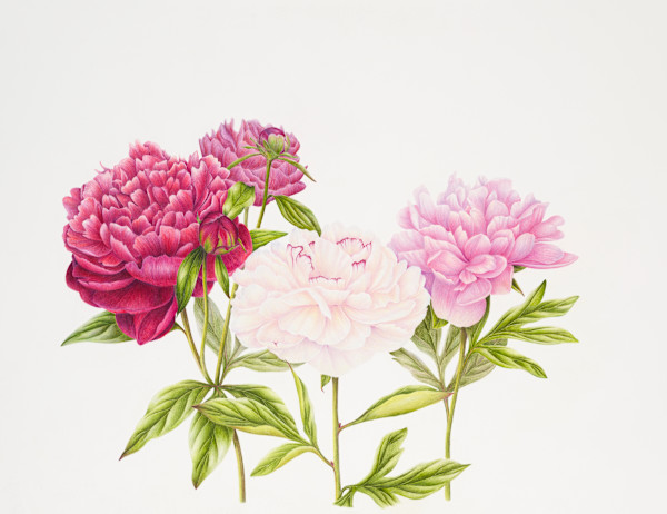 Quiet Grace by Alice Rosa