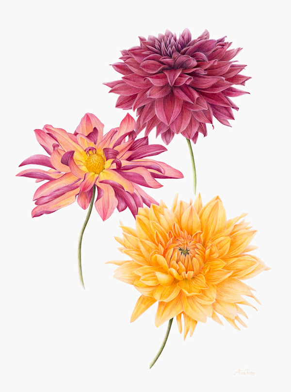 October Sunshine by Alice Rosa