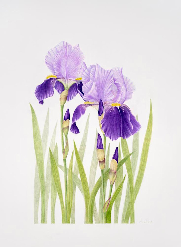 Purple Irises by Alice Rosa