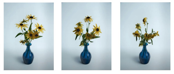 Dead Flowers by Aaron John Bourque