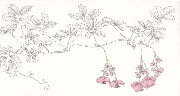 Akebia by Bobbi Angell