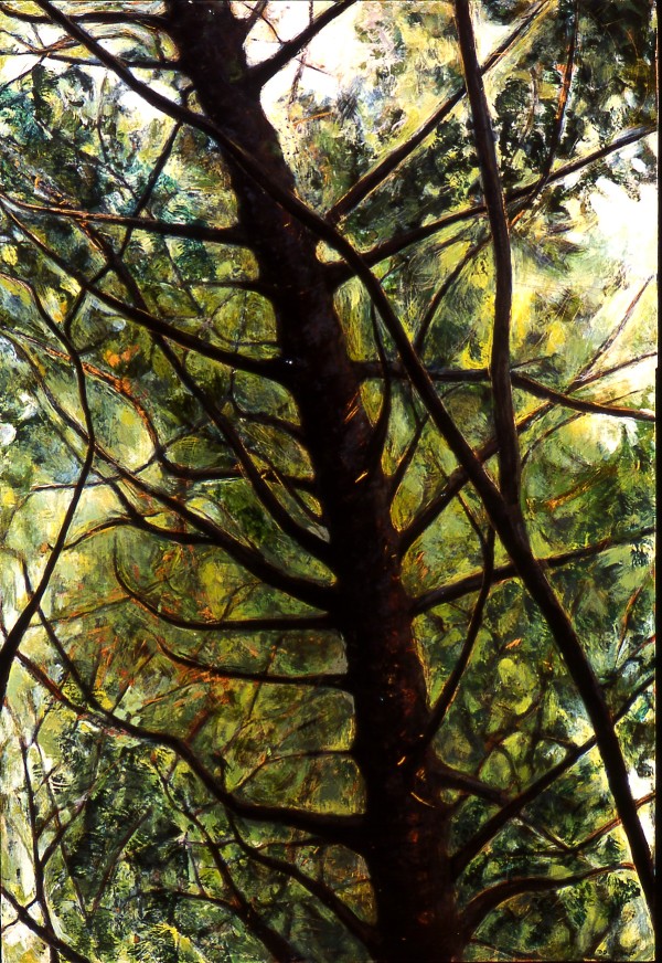 Broadmoor Canopy by Julie C Baer
