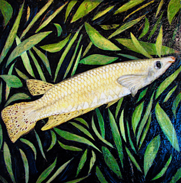 Ceylon Killifish by Julie C Baer