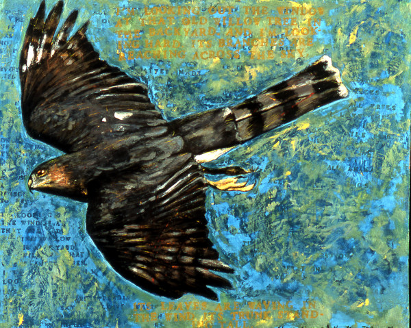 Sharp-Shinned Hawk by Julie C Baer