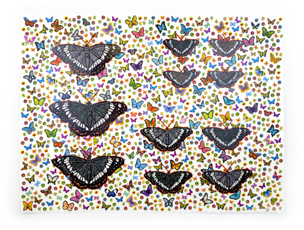 Weidemeyer's Admiral by Chloe Wilwerding, Image 3.
