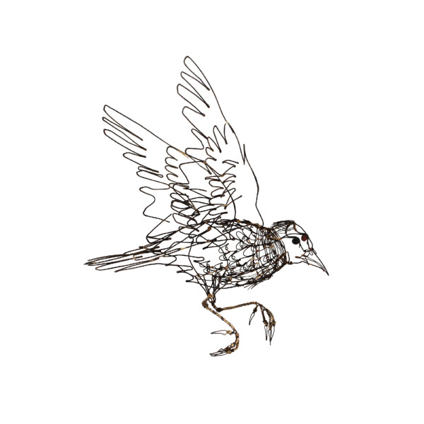 Individual Starling #1 by Thomas Hill