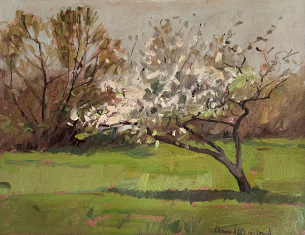 Spring's Blooming Tree by David Bareford, Image 3.