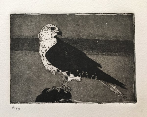 Falcon by Salama 