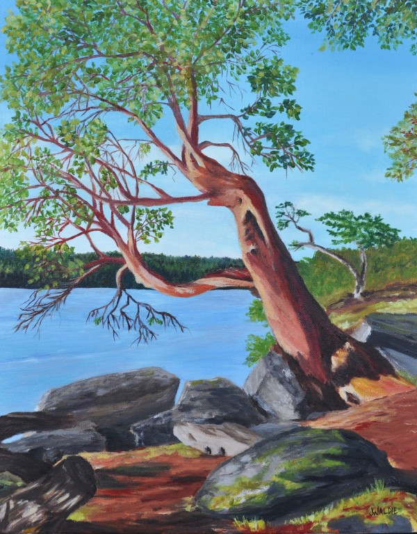 Arbutus at St. John Point by Jody Waldie