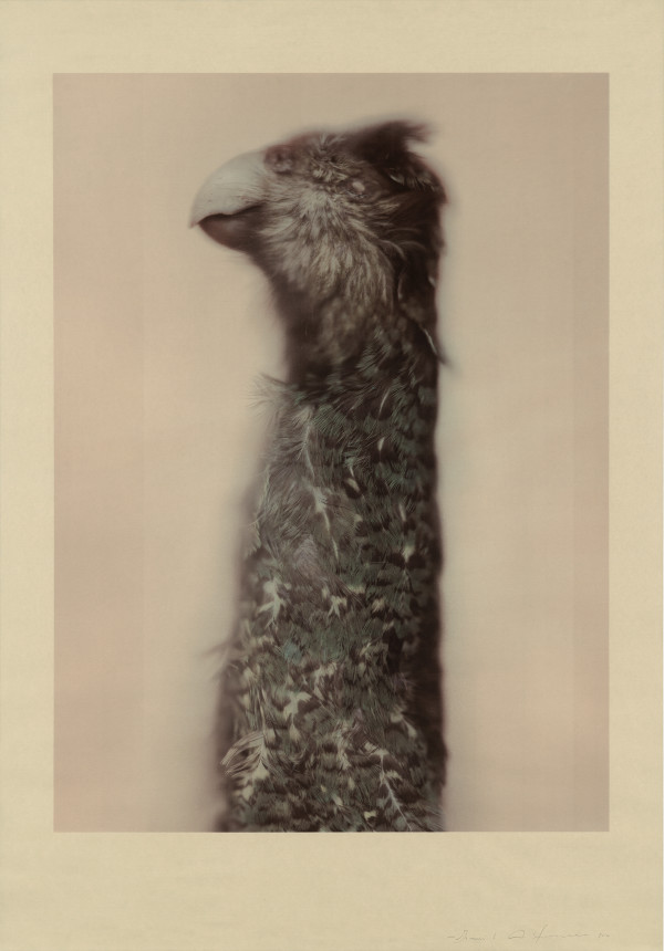 Kakapo Ground Parrot by Ann Hamilton