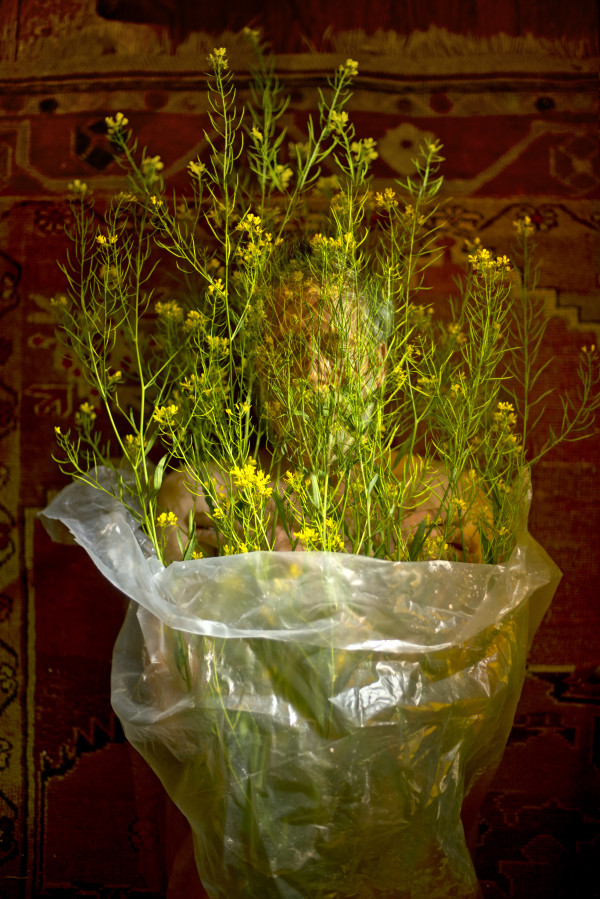 Ecstasy of Tom and Wild Mustard Wrapped in Crinkly Plastic by Raymond Grubb