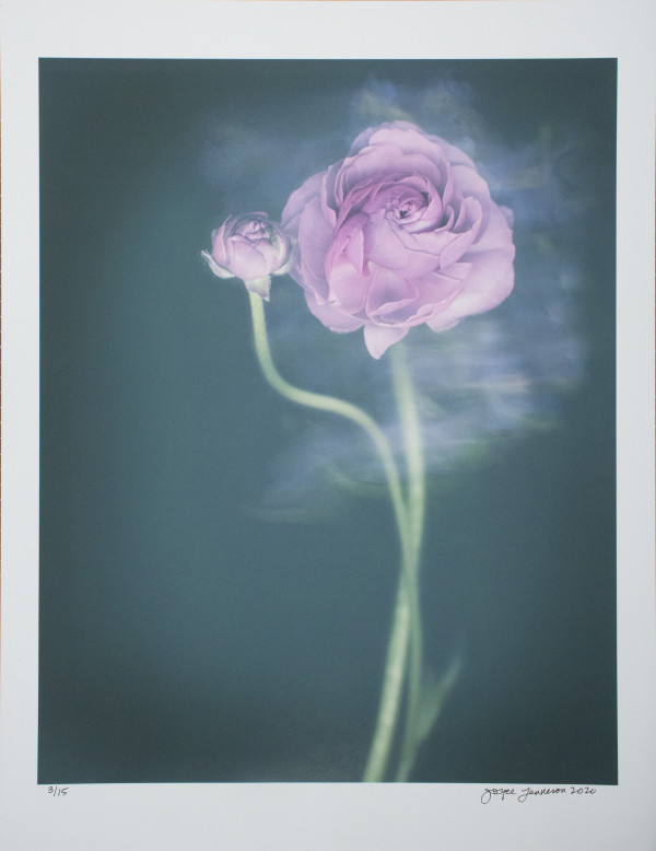 Ranunculus by Joyce Tenneson