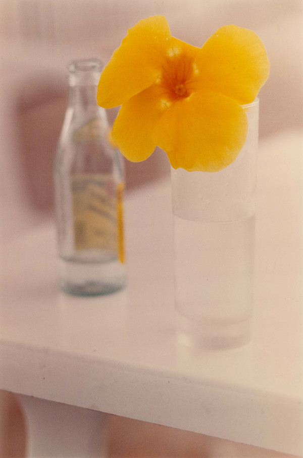 Yellow Flower, St. Barts by Ralph Gibson