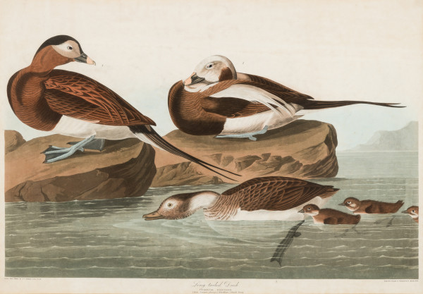 Long-tailed Duck, Fuligula Glacialis (1. Male, summer plumage. 2. Male, winter. 3. Female, young.), from John James Audubon, Birds of America by Robert Havell