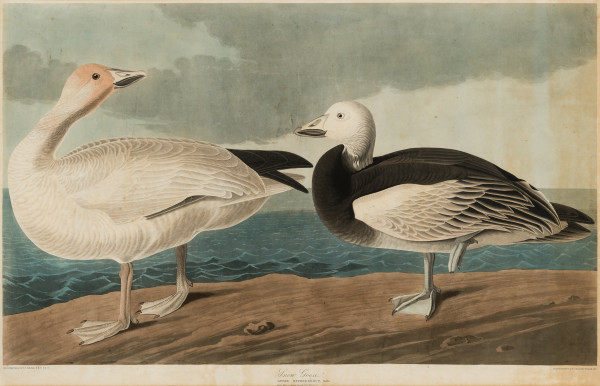 Snow Goose, Answer Hyperborru, Pallas, (1. Adult male 2. Young female, first winter), from John James Audubon, Birds of America by Robert Havell