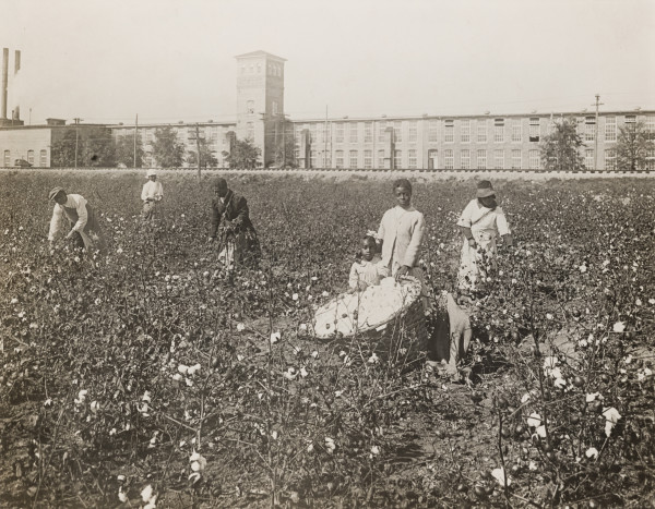Unknown title (photo of cotton harvesting) by Unknown