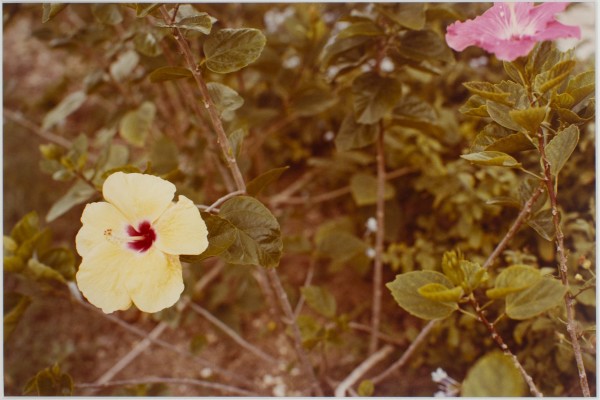 Untitled, from Jamaica Botanical Series by William Eggleston