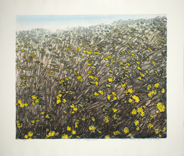 Wild Strawflowers by Maureen Banker