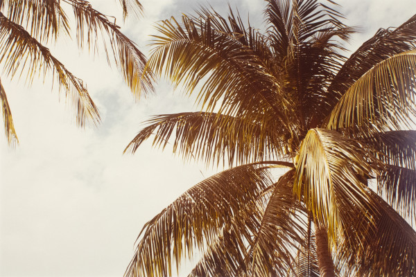 Untitled, from Jamaica Botanical Series by William Eggleston