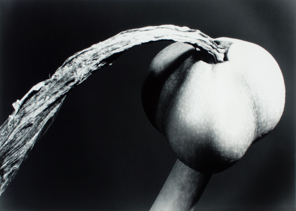 Amaryllis Seed Pod by Barbara Morgan