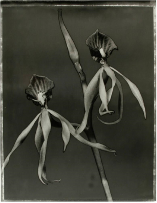 Encyclia Cochleata, from "Orchidacae Portfolio" by Frazier King