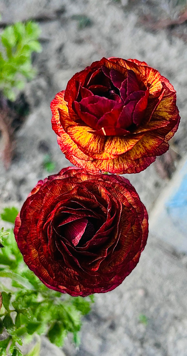 BLOOMSCAPE by ISSA, Image 1.