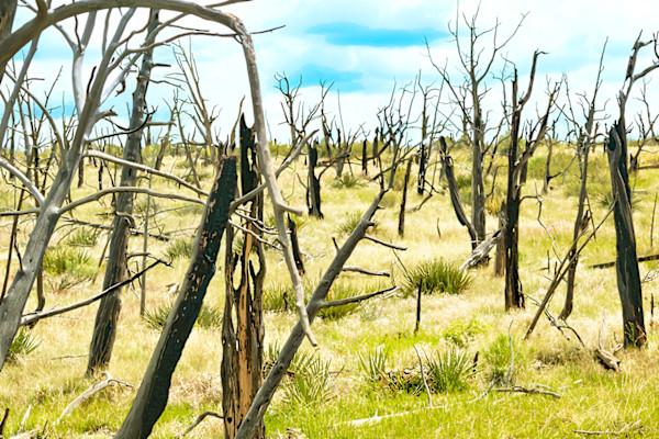 22 Years Later - Long Mesa Burn Area 2024 Mesa Verde Mid-day by Rodney Buxton, Image 1.