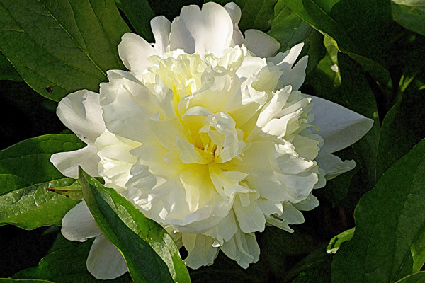 Double White Peony, Afternoon by Rodney Buxton