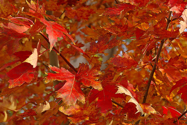 Fall Maple Leaves, Afternoon by Rodney Buxton