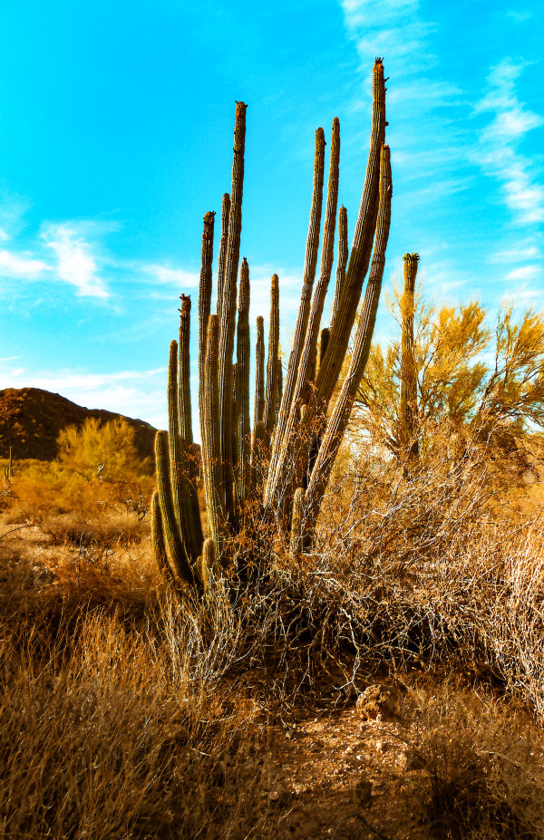 Organ Pipe Cactus, Mid-Afternoon by Rodney Buxton