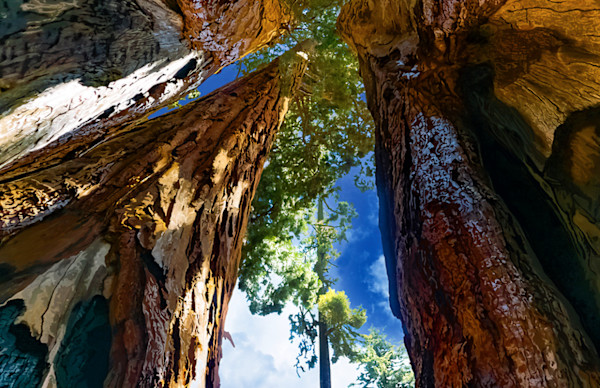Parker Family Grove Sequoia Late Morning #2 by Rodney Buxton