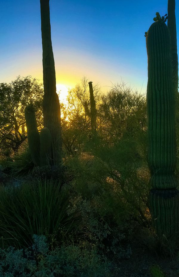 Saguaro Sunset #2 by Rodney Buxton