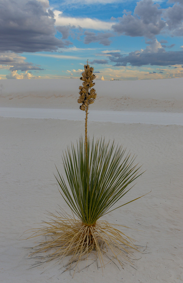 Flowering Yucca Before the Storm by Rodney Buxton