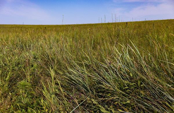 Tallgrass Prairie, Afternoon #1 by Rodney Buxton