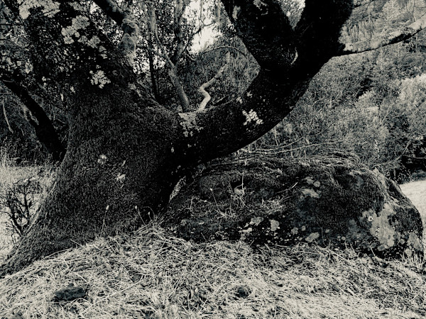 tree, rock, lichen, September 26, 2024 by Sherri Silverman, Image 1.