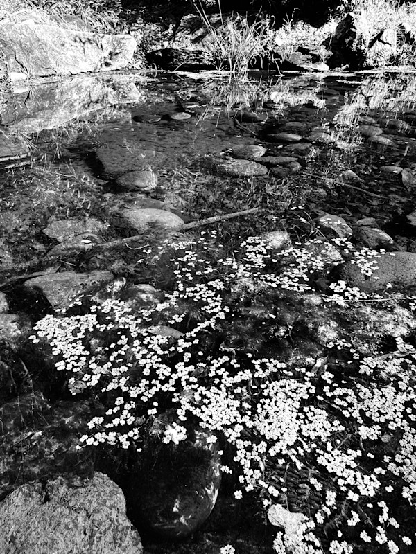 pond, February 6, 2026 by Sherri Silverman, Image 1.
