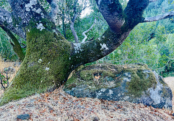 tree, rock, lichen, September 26, 2024 (color) by Sherri Silverman, Image 1.