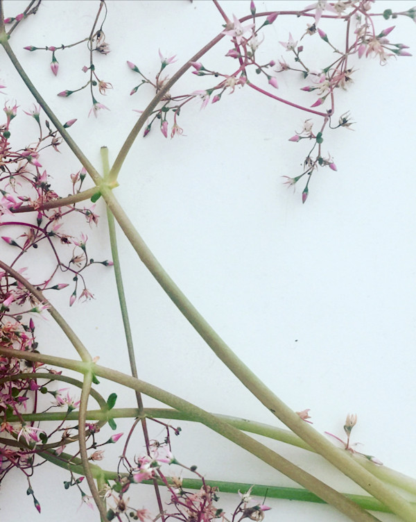 Delicate Botanical, Oakland, April 20, 2018 by Sherri Silverman, Image 1.