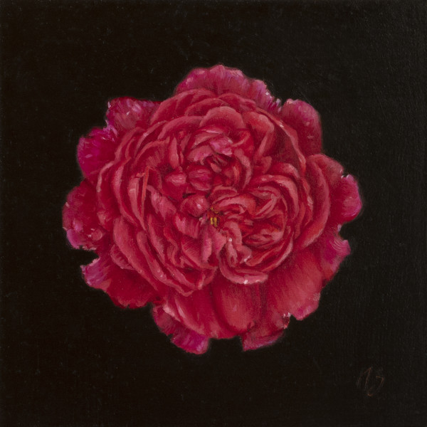 Rose III by Narelle Zeller