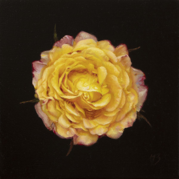 Rose II by Narelle Zeller